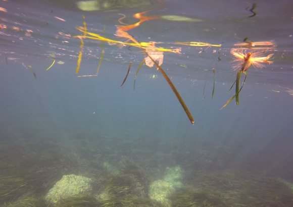 Limpieza de fondos marinos Limpieza de fondos marinos